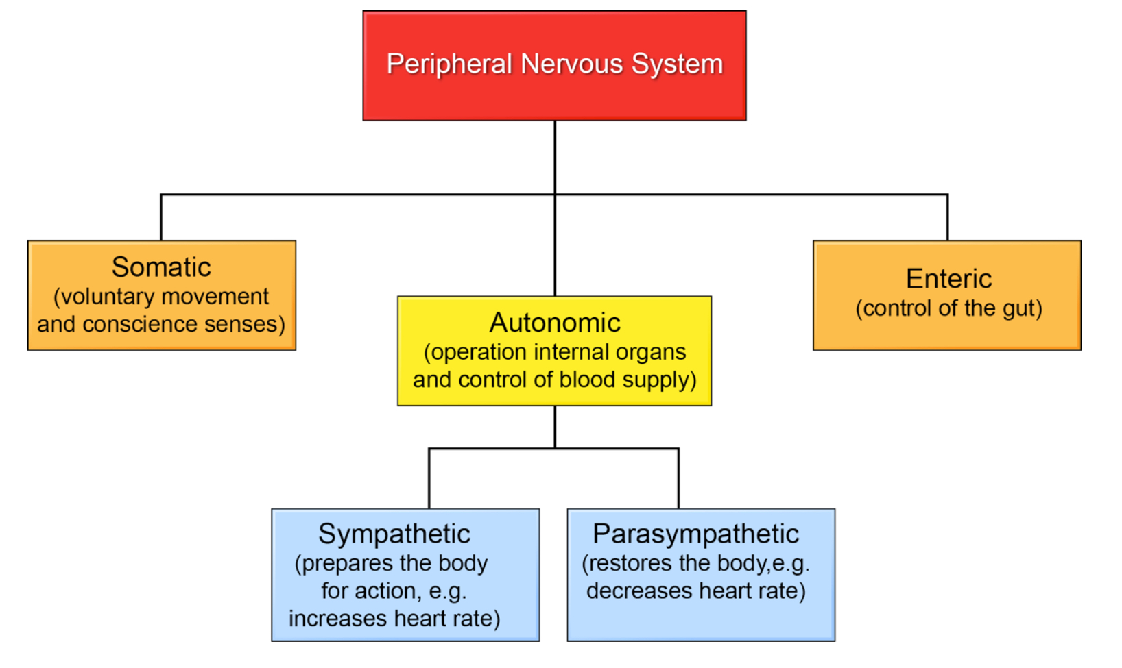 <p>Somatic Nervous System (SNS) and Autonomic Nervous System (ANS)</p>