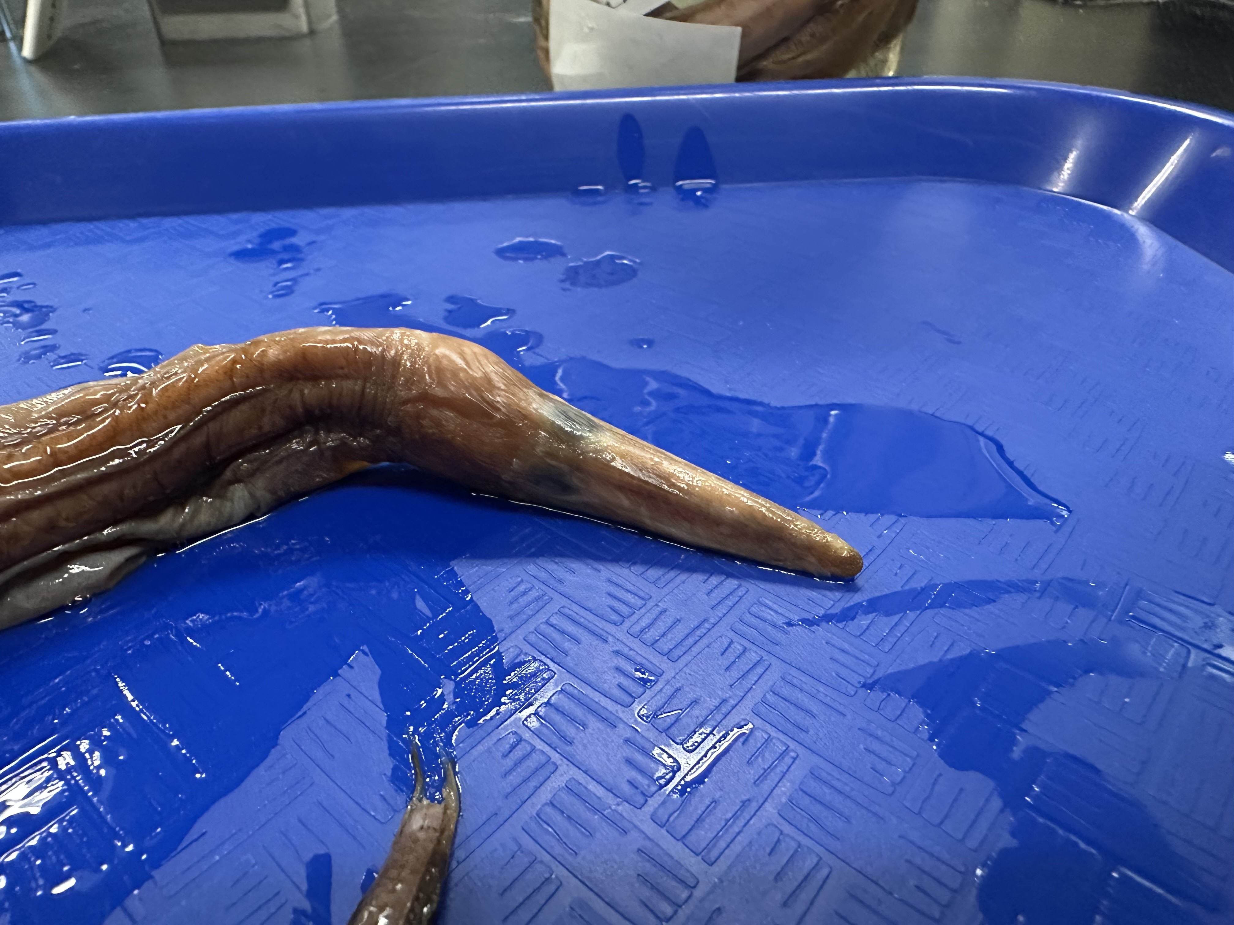 <p>Nettastomidae (duck bill eels)</p>