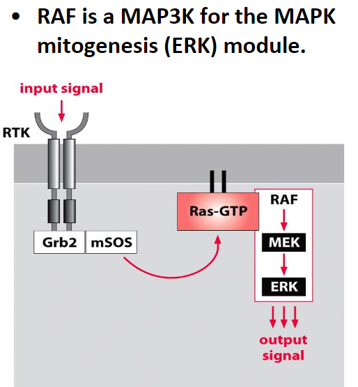 <p>RAF is a MAP3K for the MAPK mitogenesis (ERK) module</p><p>ex: RAF→MEK→ERK</p>