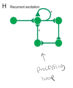 <p>Hybrid between feedforward, feedback, and lateral circuitry. The output neurons make connections with themselves (Ha). Chains of feedforward connections loop backward and eventually connect back onto the initial processing stages, forming a processing loop (Hb)</p>