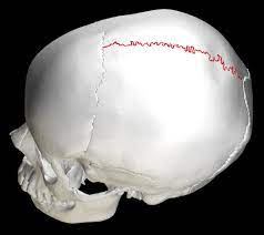 Divides the right and left parietal bones