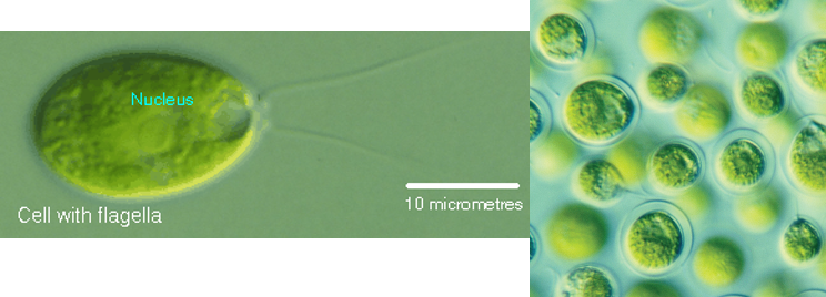 <p>Genus of green algae that is motile and unicellular?</p>