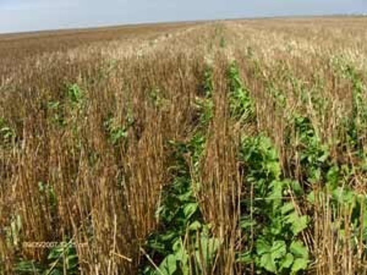 <p>A soil conservation strategy that involves the use of fast growing crops between harvesting of main crops to ensure bare soil is not exposed for too long.</p>