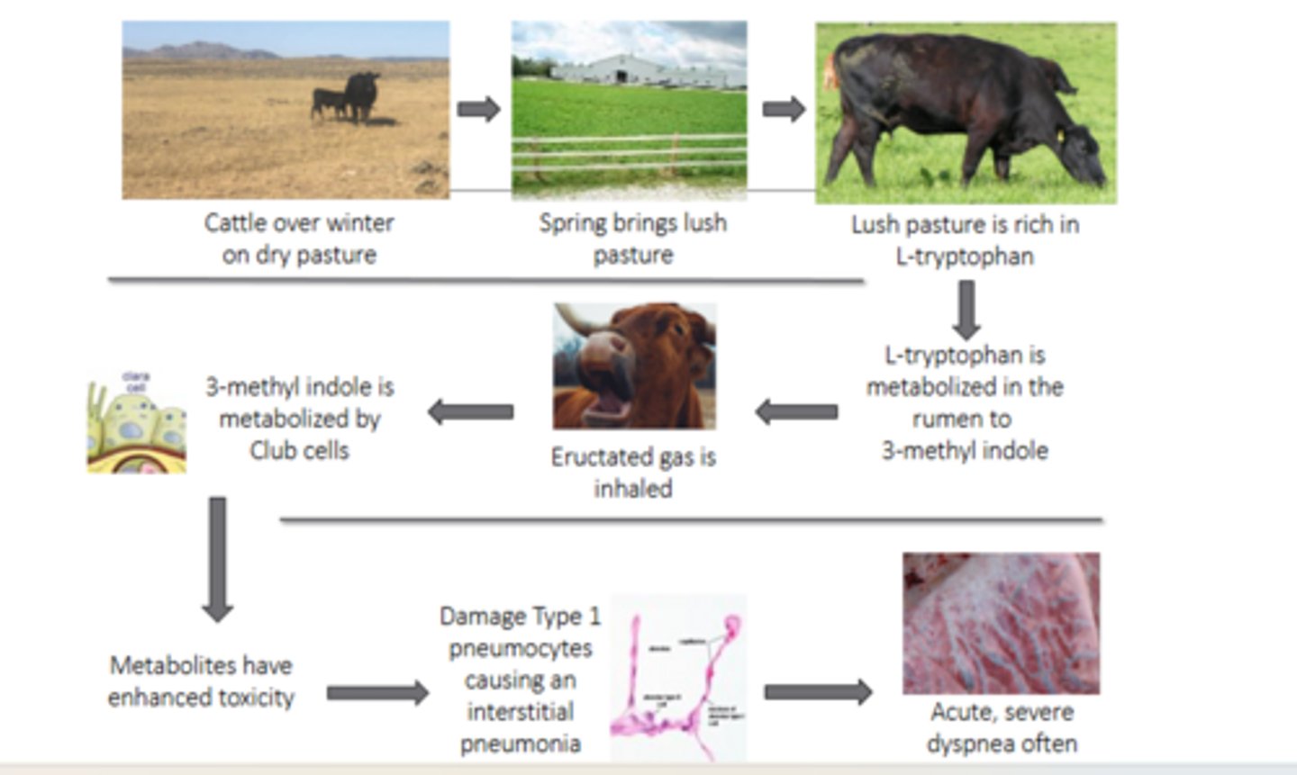 <p>She said to make sure you knew these 9 steps of "acute bovine pulmonary edema and emphysema".</p><p>It's basically the last couple terms I just went through, but the specific shortened steps are on slide 4 of lecture 11 if you want to check them.</p><p>Cool?</p>