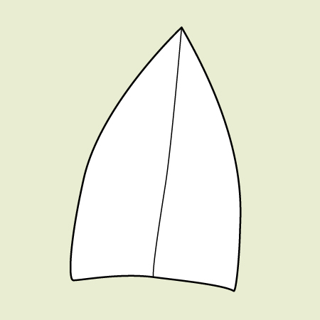 <p>describe the leaf apex</p>