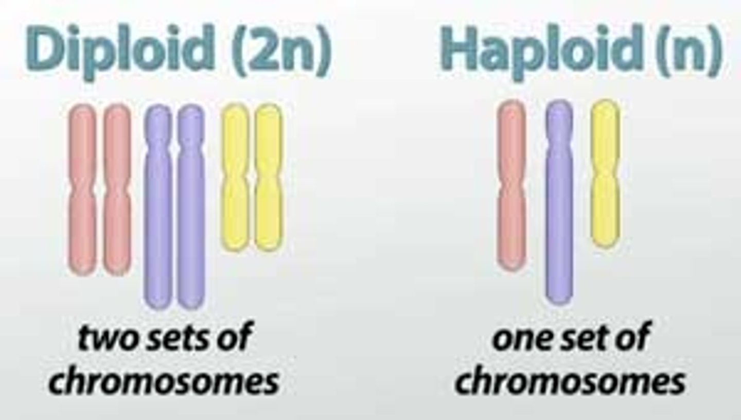 <p>2 sets of chromosomes (2n). A diploid cell has a nucleus with two sets of chromosomes. Each chromosomes will have a matching homolog (similar in position, structure, and evolutionary origin but not necessarily in function.)</p>