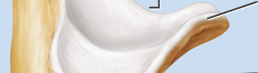 What’s the ulna structure