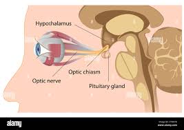 <p>what is the hypothalamus?</p>
