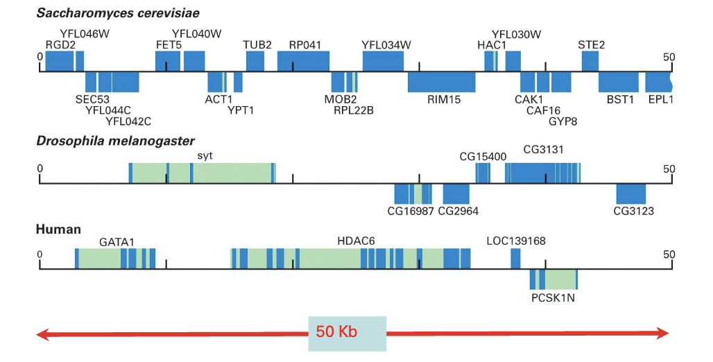 <p>the size of intragenic (i.e. introns) and intergenic regions (i.e. between genes)</p>