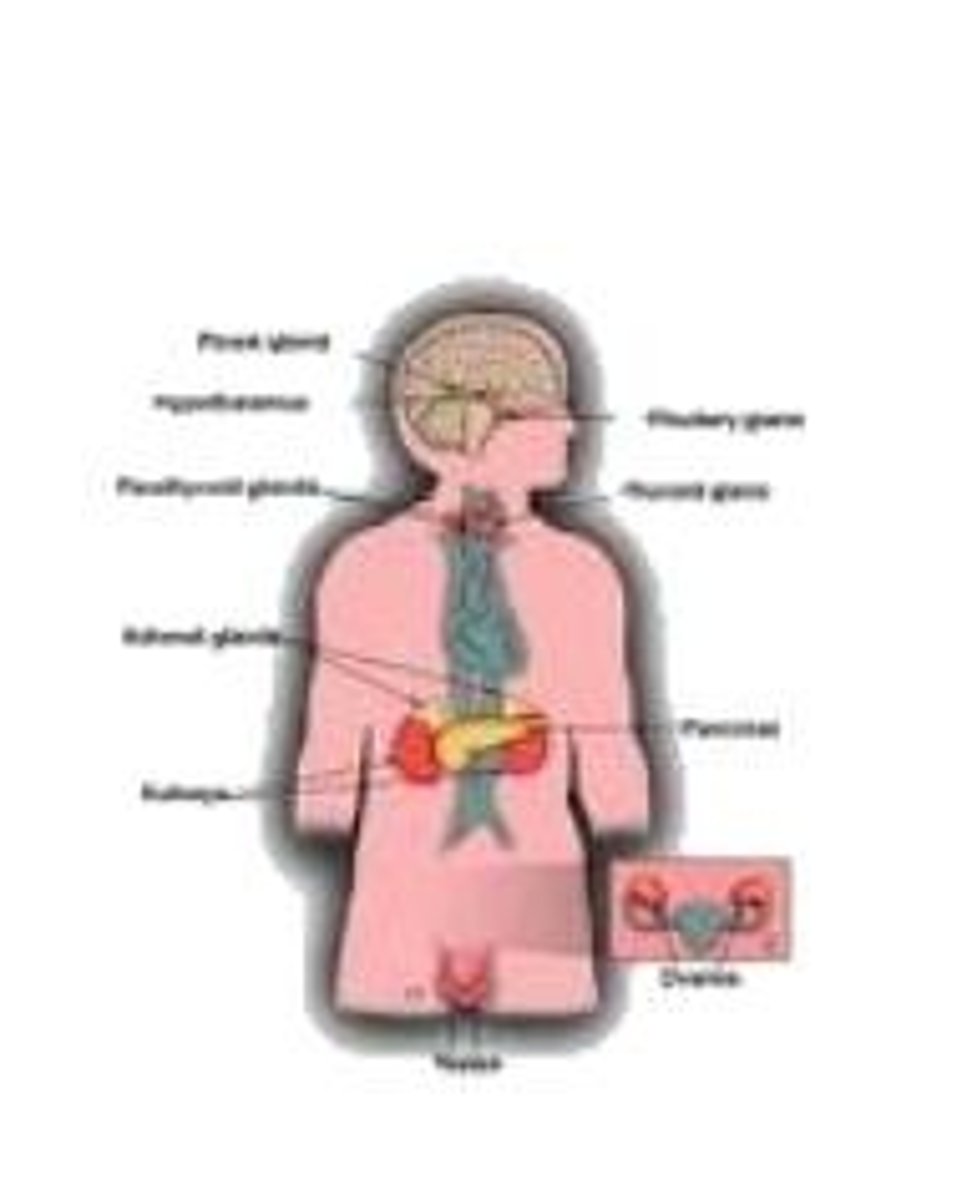 <p>controls body activities with hormones</p>