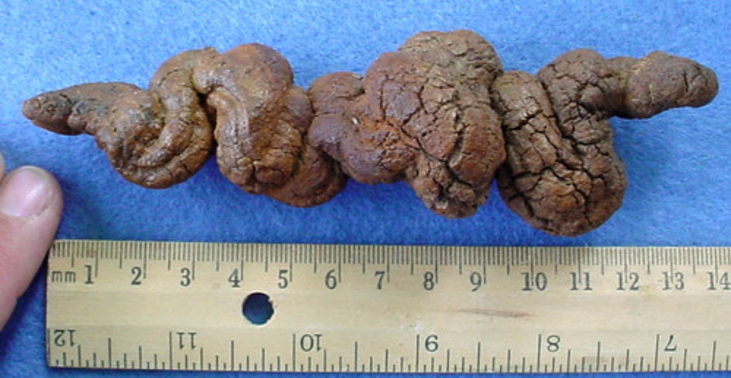 <p>Fossilized feces</p>
