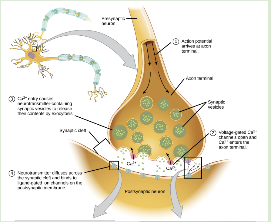 <ol><li><p>Action potential arrives at the axon terminal </p></li><li><p>Voltage-gated calcium channels open: Calcium ions diffuse into the axon terminal</p></li><li><p>Movement of vesicles: Calcium ions trigger the movement of vesicles containing neurotransmitters to the presynaptic membrane for release into the synaptic cleft through exocytosis </p></li><li><p>Neurotransmitters diffuse across the synaptic cleft and bind to ligand-gated ion channels on the post synaptic membrane </p></li></ol><p></p>