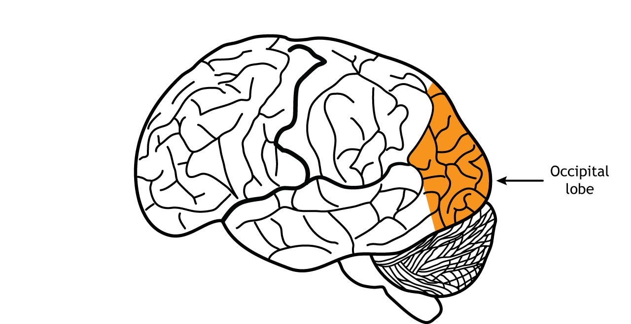 <p>Occipital Lobe</p>