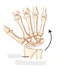 <p>Movement term </p>