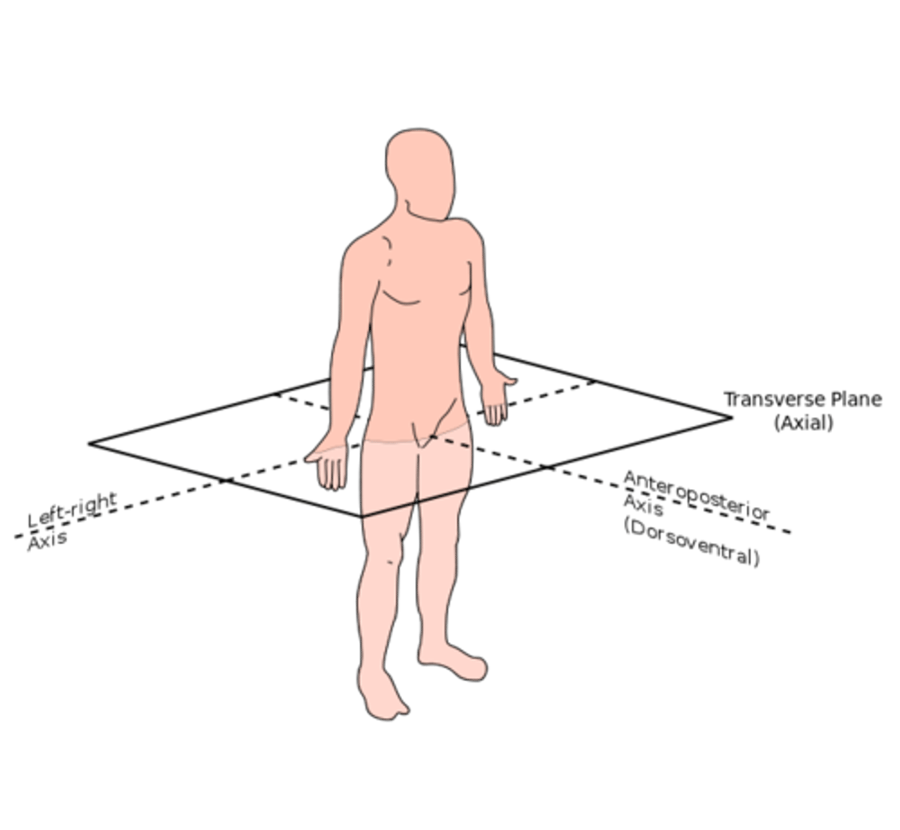 <p>divides the body into upper and lower portions</p>