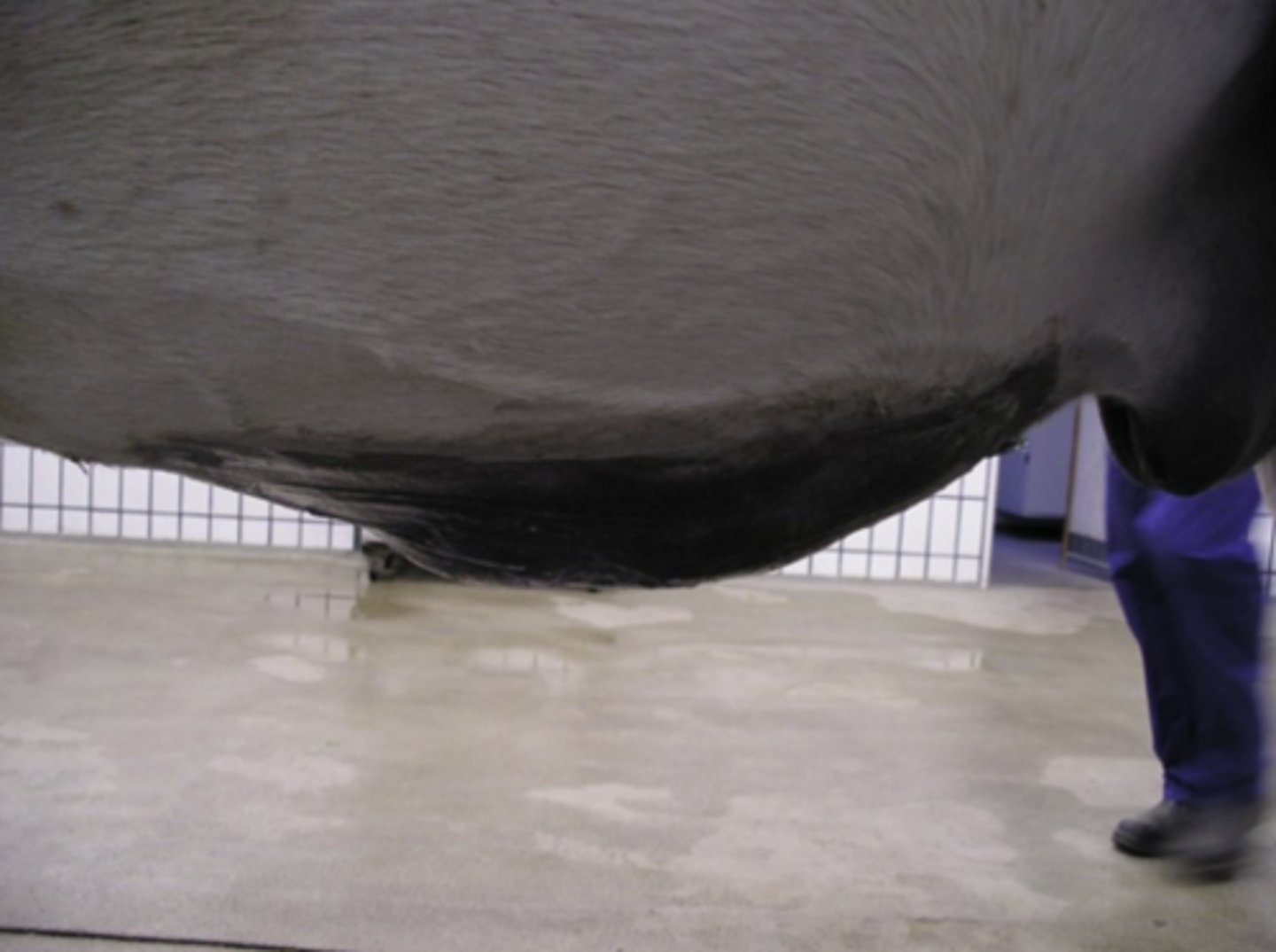 <p>Denne hest har fået foretaget en laparotomi for 12 uger siden. Hvad er den mest sandsynlige diagnose?</p><p>- Postoperativt ødem</p><p>- Incisionelt hernie</p><p>- Ruptur af tendo praepubicus</p><p>- Der er tale om et normalfund, idet heste ofte ser således ud de første måneder efter operation</p>