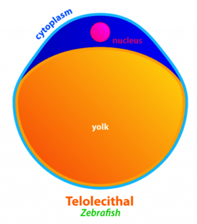 <ul><li><p>have dense yolk concentrated at one end</p><ul><li><p>Birds, reptiles</p></li></ul></li></ul>