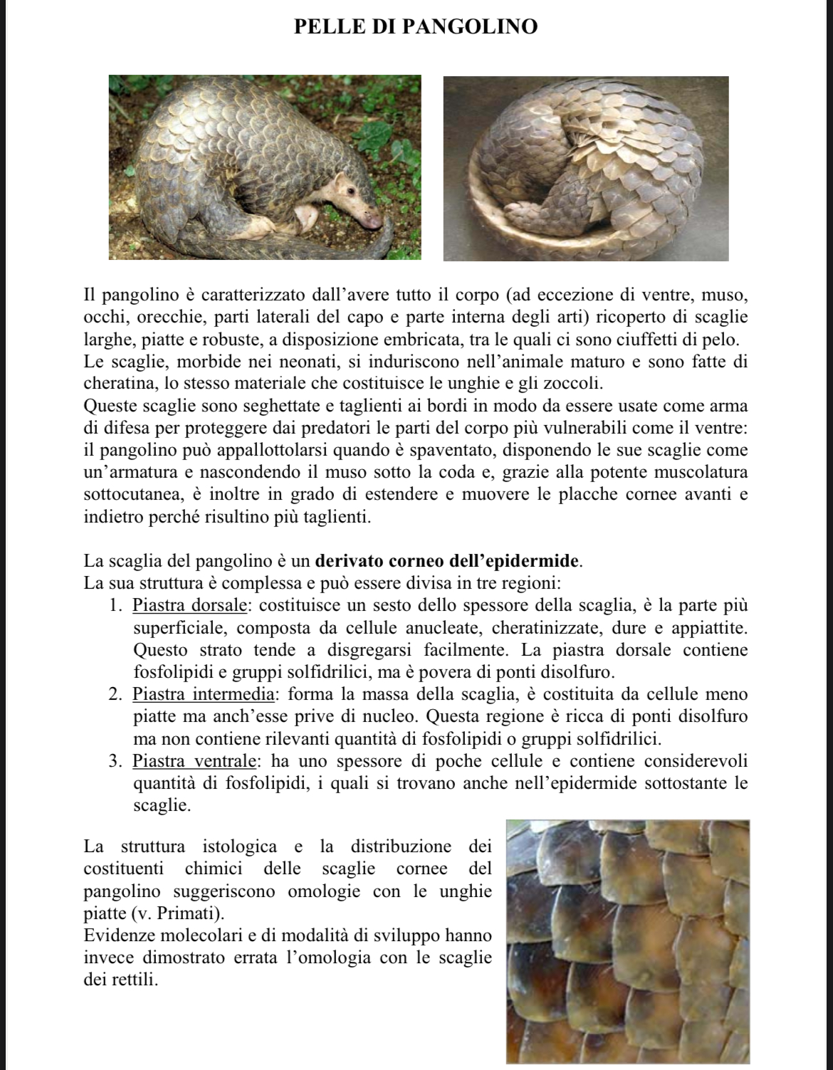 <p>Dermascheletro di pangolino</p>