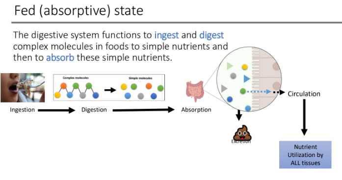 <p>simple nutrients; absorb </p>