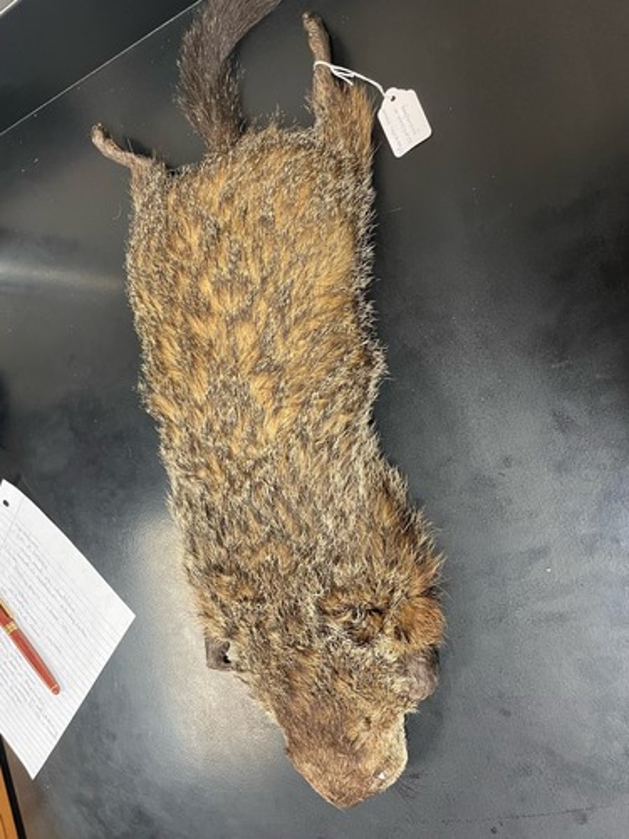 <p>Family: Sciuridae</p><p>Genus & Species: Marmota monax</p>