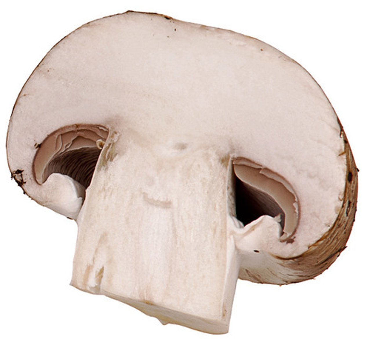 <p>mushroom</p>