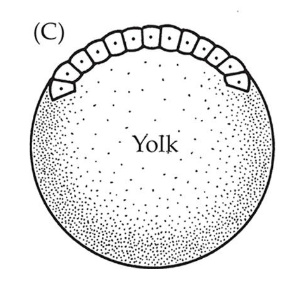 <p>Cap/disc of cells at the animal pole</p>
