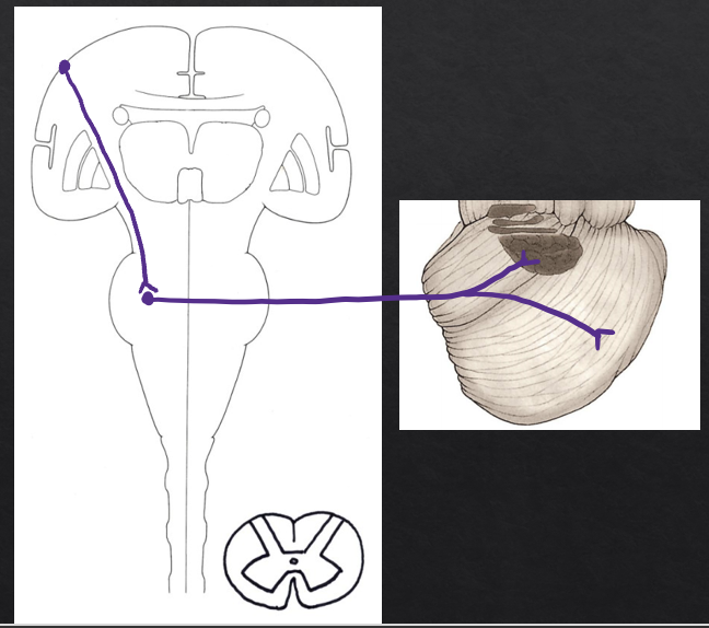 <p>(Corticopontine fibers) Association cortex→ internal capsule/ crus cerebri → Pontine nuclei</p><p>(Pontocerebellar fibers) Pontine nuclei→ transverse pontocerebellar fibers/middle cerebellar peduncle→ Dentate nucleus</p>