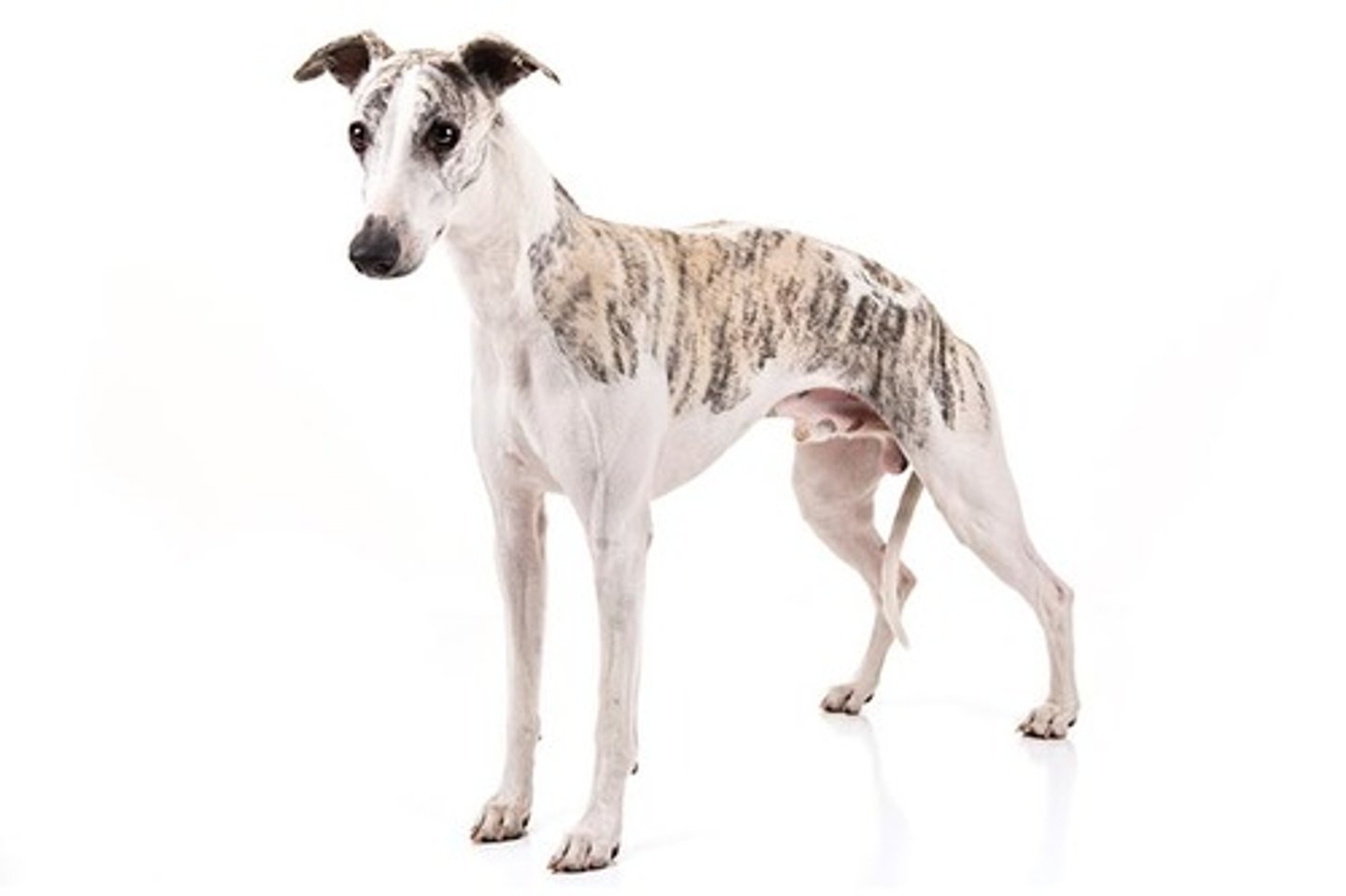 <p>Affectionate, Playful, Calm</p><p>AKC Breed Popularity: Ranks 60 of 194</p><p>Height: 19-22 inches (male), 18-21 inches (female)</p><p>Weight: 25-40 pounds</p><p>Life Expectancy: 12-15 years</p><p>Group: Hound Group</p>
