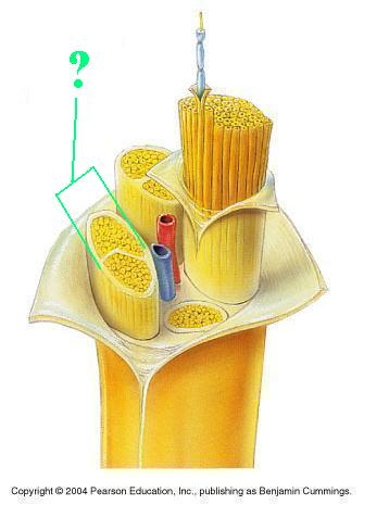 <p><span><span>Identify the indicated part of a nerve</span></span></p>