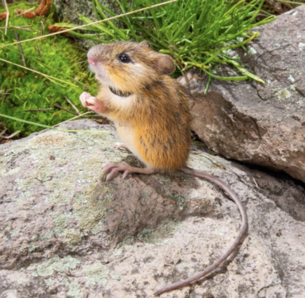 <p>Order: <strong>Rodentia</strong></p><p>Suborder: <strong>Myomorpha</strong></p><p>Family: <strong>Dipodidae</strong></p>