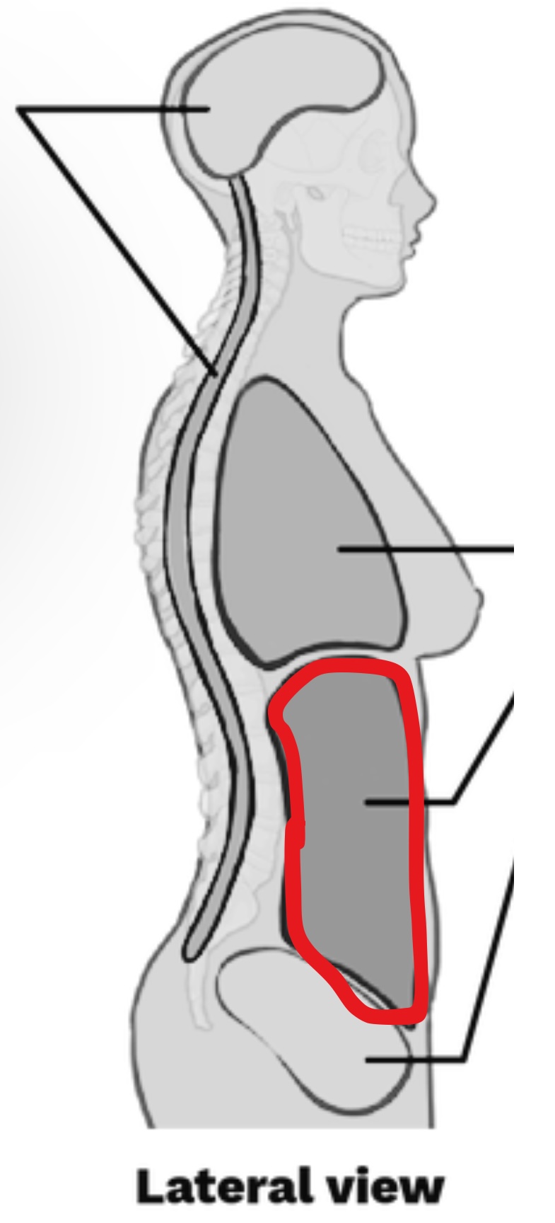<p>What cavity is this?</p>