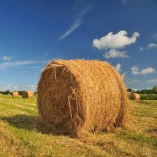 <p>Hay</p>