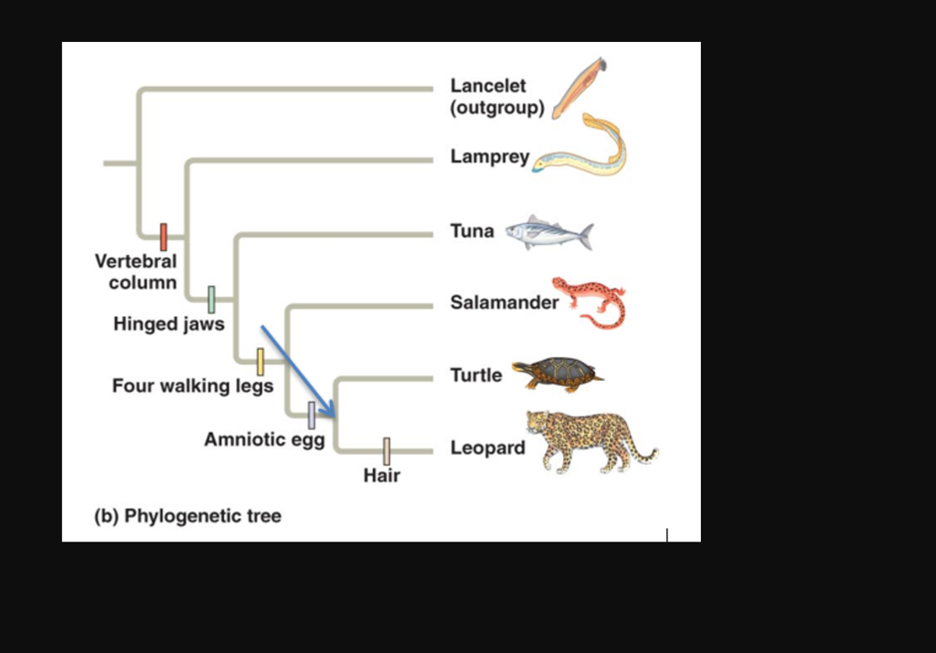 <p>any level of taxonomy, any named group of organisms</p>