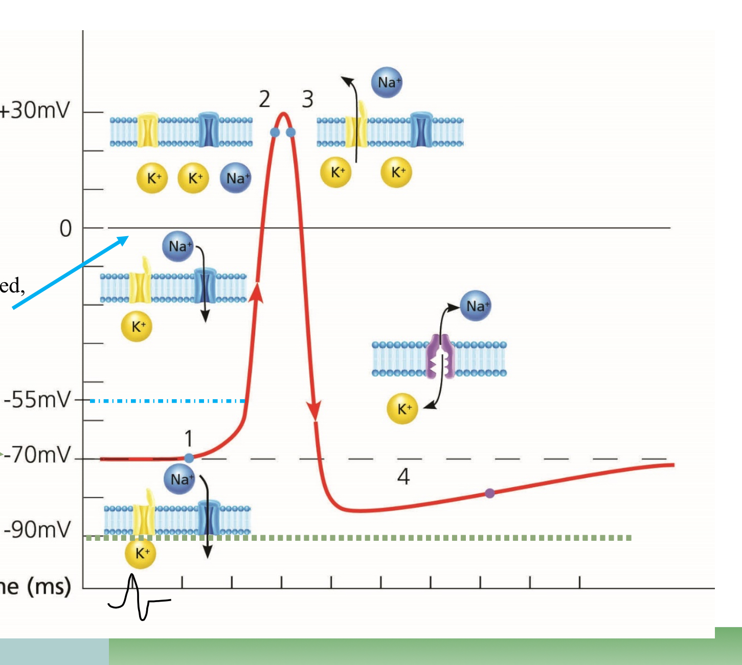 <p>What point is #3 on the graph?</p>
