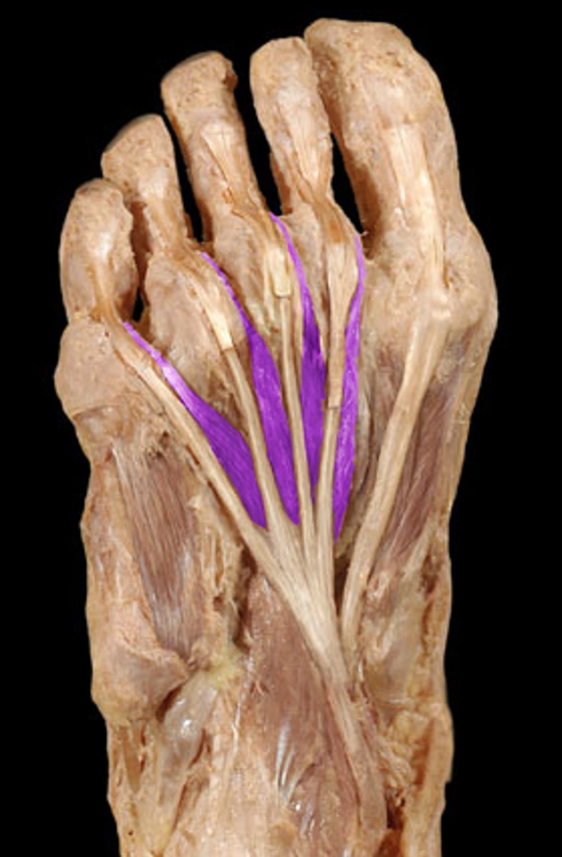 <p>Origin: Flexor digtorum longus tendon</p><p>Insertion: Medial aspect of extensor expansion of digits 2-5</p>