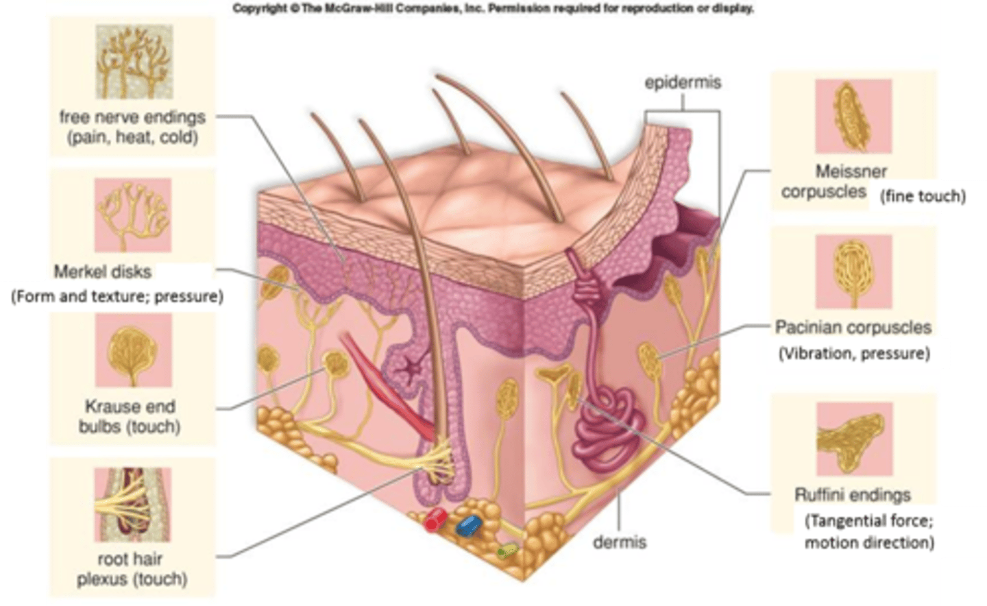 <p>respond rapidly at first and then slowly adapt, detect the "steady state"</p><p>found on glabrous and nonglabrous skin (hairy and nonhairy)</p><p>stratum basale and then into dermis</p>