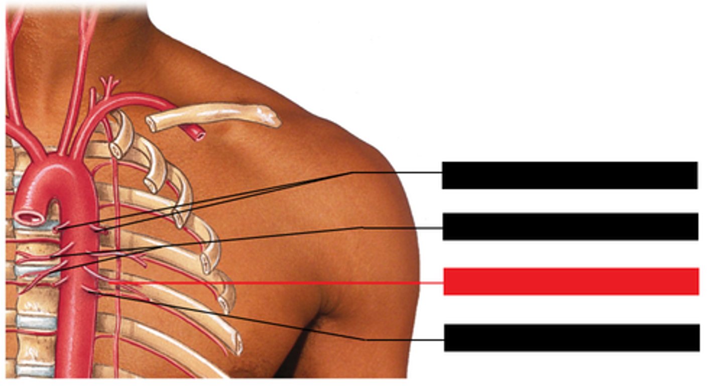 <p>visceral branch of thoracic artery</p>