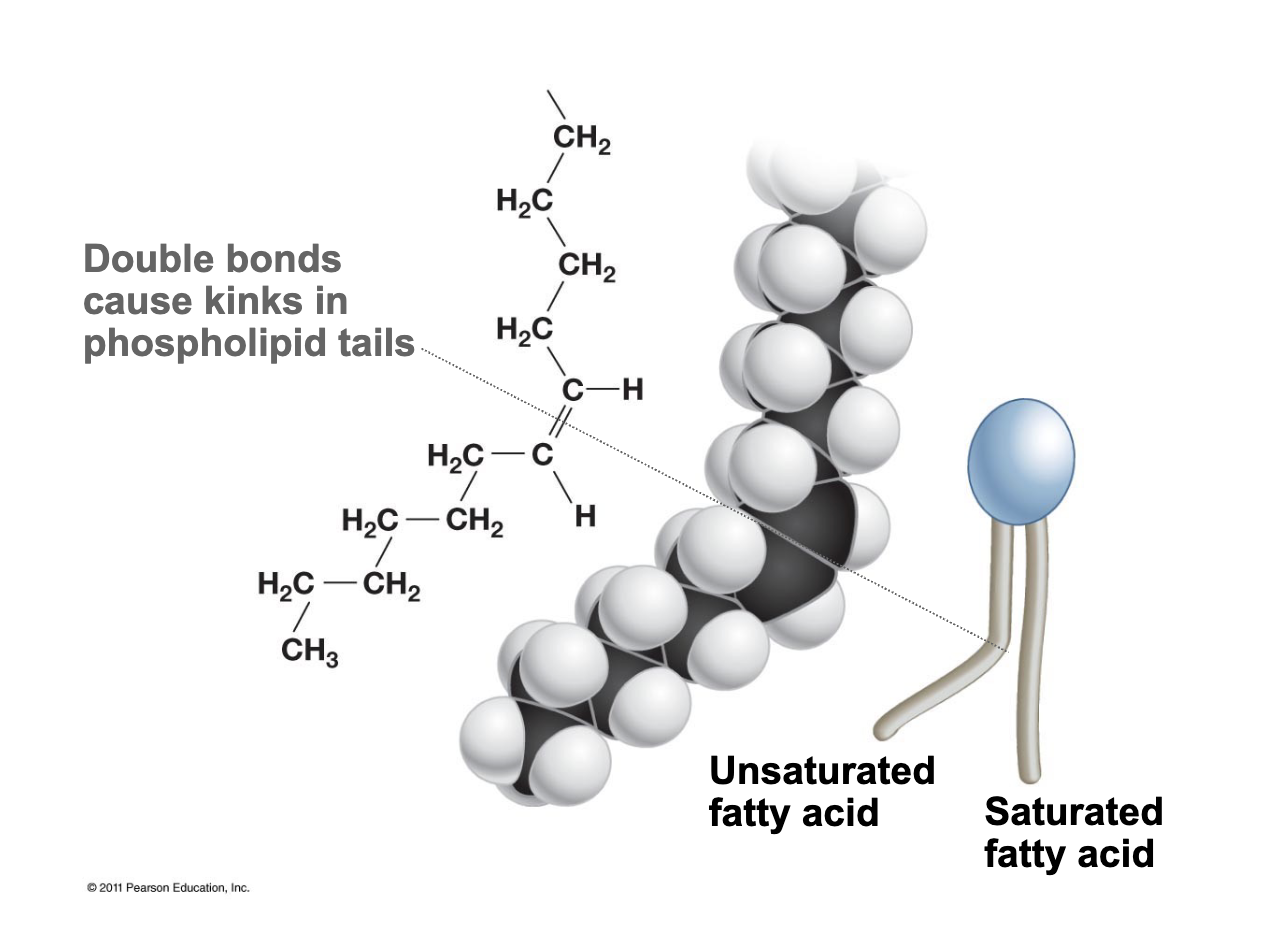 <p>fatty acids taht contain double bonds → double bonds cause kinks in the tails and can’t be packed as closely together compared with saturated fatty acids (reason why butter is solid at room temp and oils are fluid at room temp)</p>