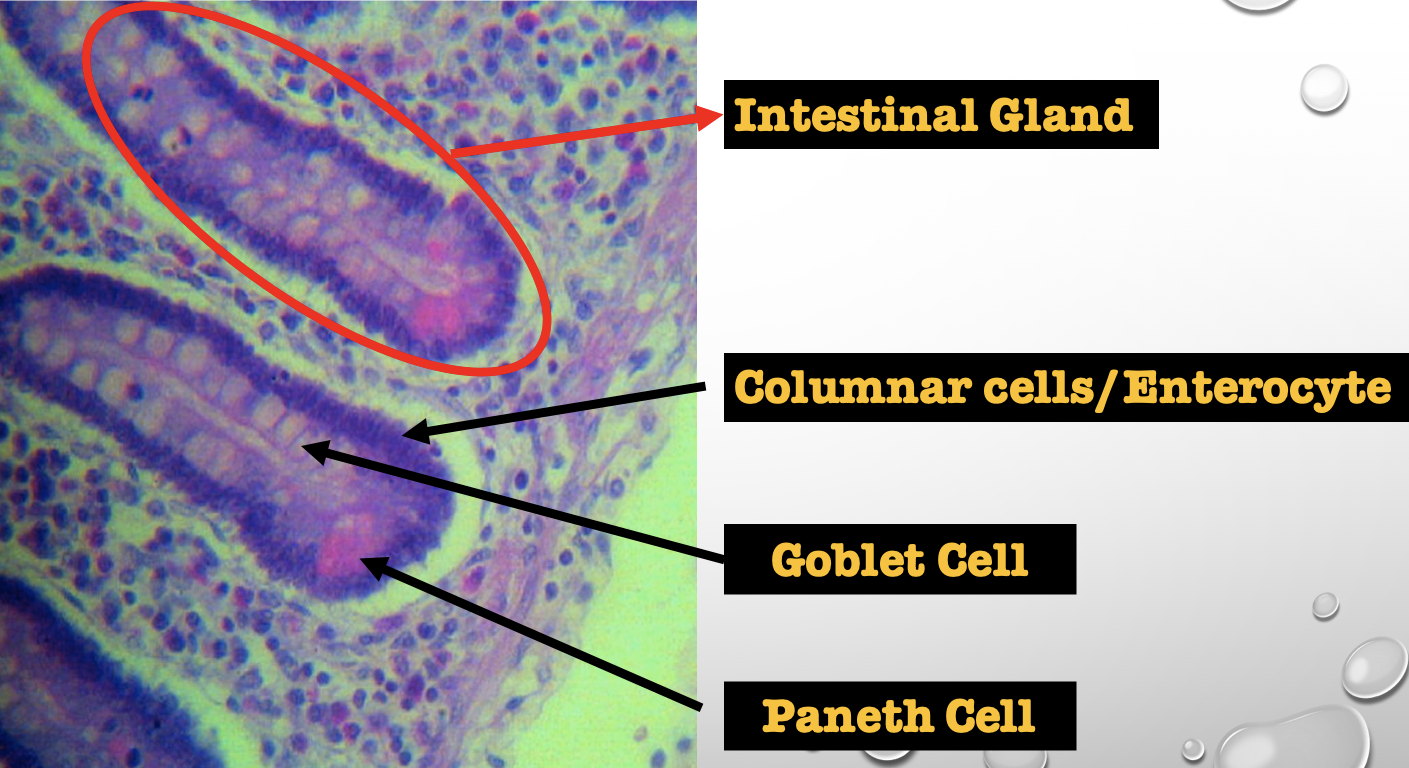 <p>1. Columnar cells (enterocytes)</p><p>2. Goblet cell</p><p>3. Paneth cell</p><p>4. Argentaffin cell/ Enteroendocrine cell (not seen in staining)</p>