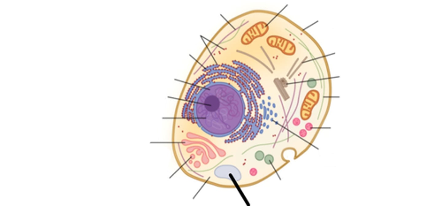 <p>Cell organelle that stores materials such as water, salts, proteins, and carbohydrates.</p>