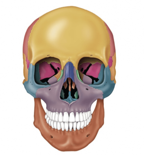<p>Forms the forehead, superior part of the orbit, and the floor of the anterior cranial fossa </p>
