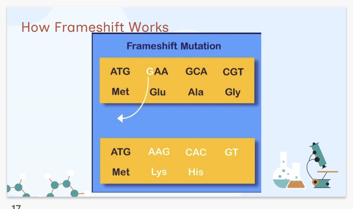 <ol><li><p>The addition of one or more nucleotide bases into DNA which disrupts the grouping of codons.(Even one base can disrupt the reading frame)</p></li><li><p>Removal of one or more bases which alters the grouping of codons.</p></li></ol><p></p>