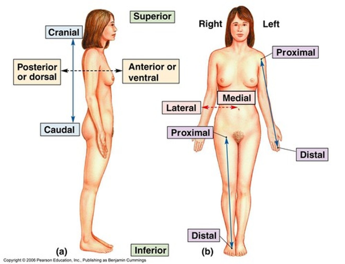 <p>Superior vs Inferior, Cranial vs Caudal, Anterior vs Posterior, Ventral vs Dorsal, Lateral vs Medial, Proximal vs Distal, Superficial vs Deep.</p>