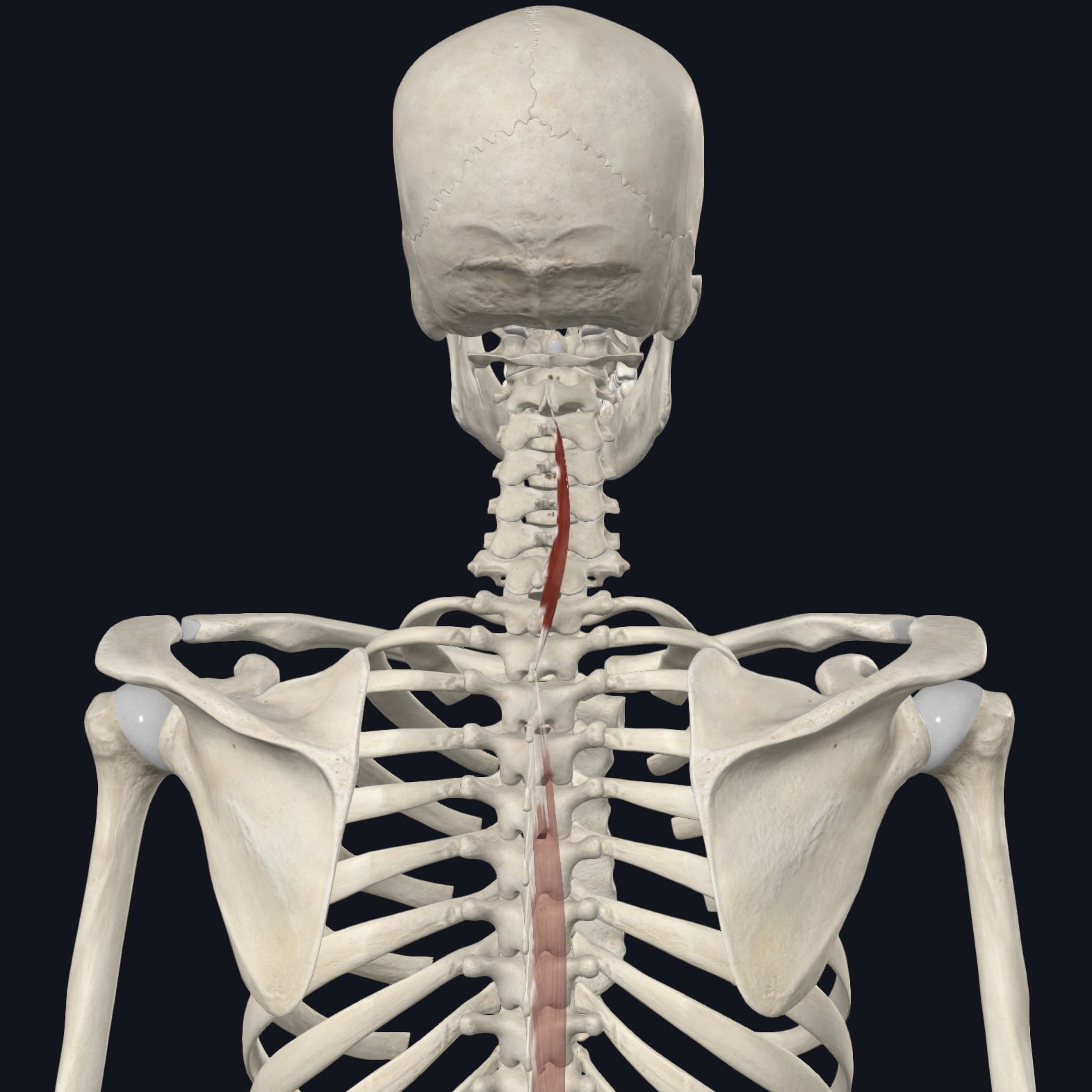 <p>Acting bilaterally: extends vertebral column and head; as back is flexed controls movement via eccentric contraction&nbsp;</p><p>Acting unilaterally: laterally flexes vertebral column</p>