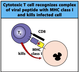 <p>a cell surface molecule that can bind to MHCI in a peptide independent manner</p><ul><li><p>when activated, CD8T cells → cytotoxic T cells</p></li></ul><p></p>