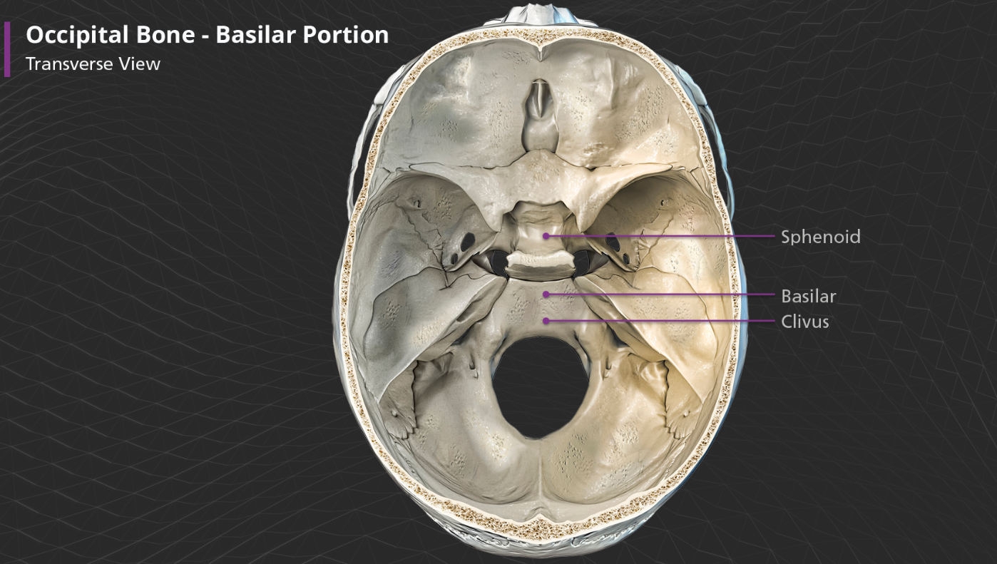 <p>Anterior to the foramen magnum, the basilar portion articulates with the sphenoid bone by means of a thin plate of cartilage, which becomes ossified by approx. age 25. The very most anterior part of the basilar portion contains a shallow depression and slopes anterosuperiorly before connecting to the sphenoid bone. This part f the bone is called the clivus, which is latin for “slope”</p>