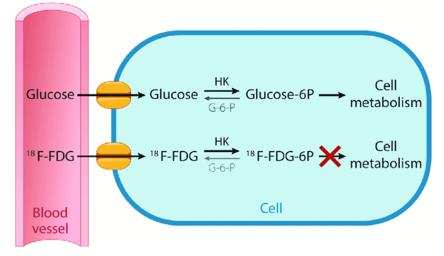 <p><span>What happens to the FDG when it’s up-taken by the cancer cells?</span></p>