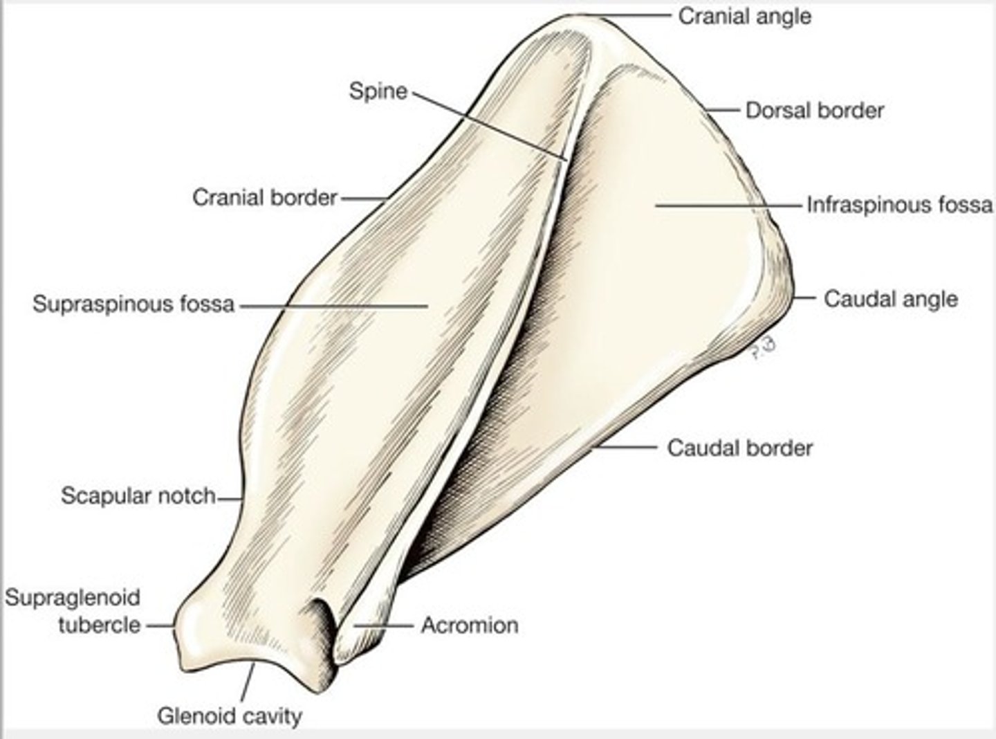 <p>Acromion</p>