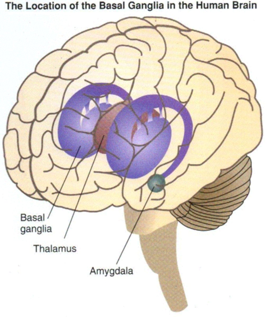 <p>internal masses of gray matter, smooth out motor movement</p>