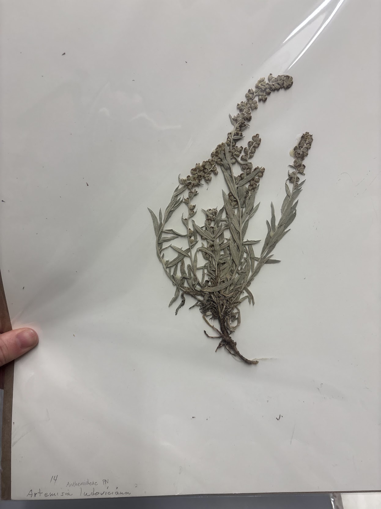 <p>Anthemideae - Artemesia ludoviciana - cudweed sagewort </p>